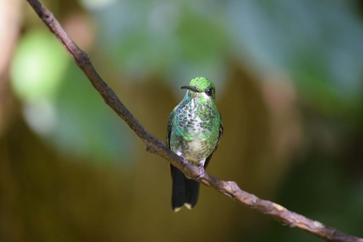 Green-crowned Brilliant - Allison Kulka