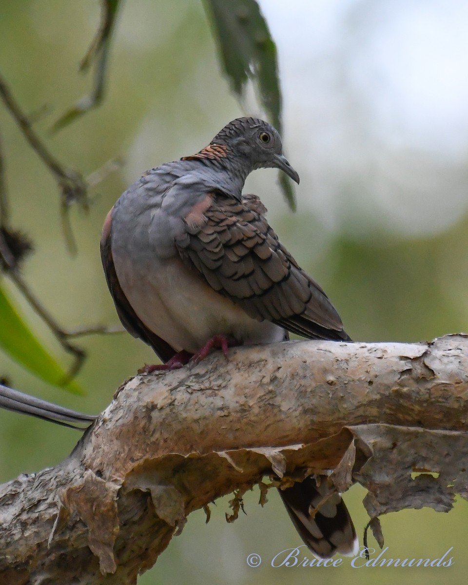 Bar-shouldered Dove - Bruce Edmunds