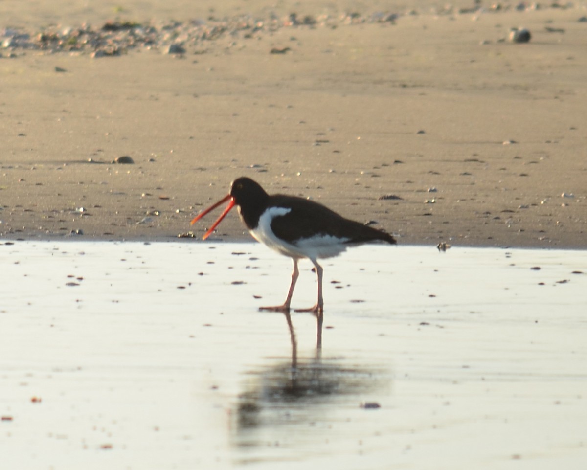 American Oystercatcher - ML526609161
