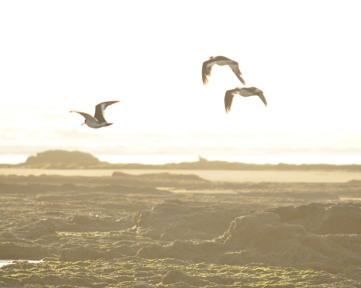 American Oystercatcher - ML526609171