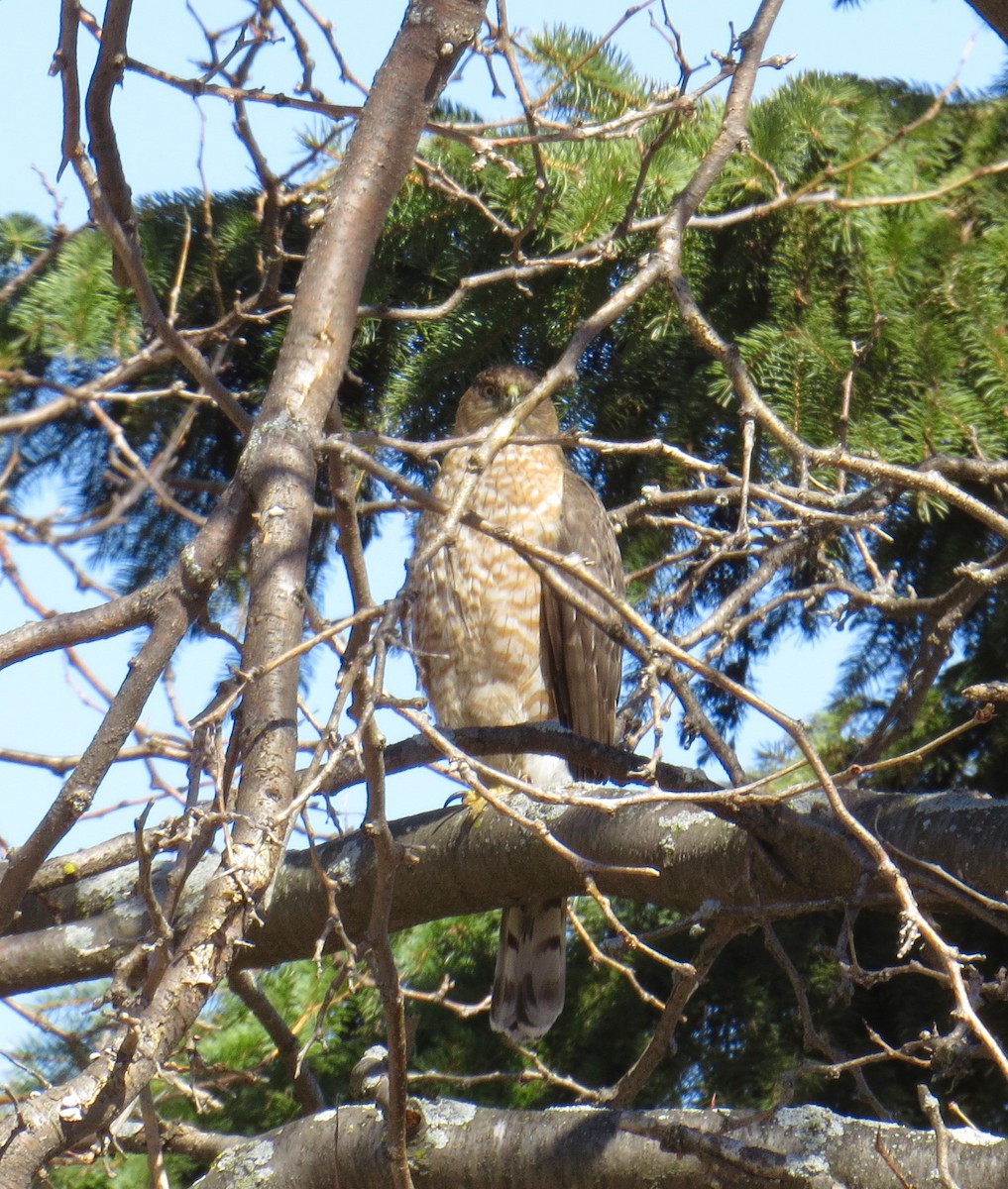 Cooper's Hawk - Stuart Malcolm