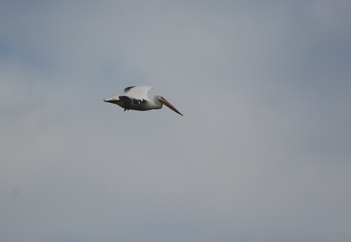 pelikán severoamerický - ML52660951
