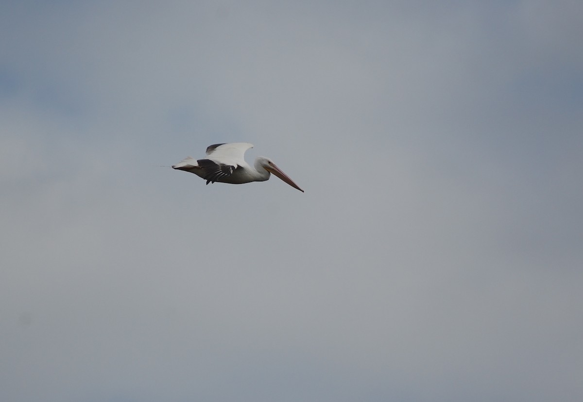 American White Pelican - ML52660951