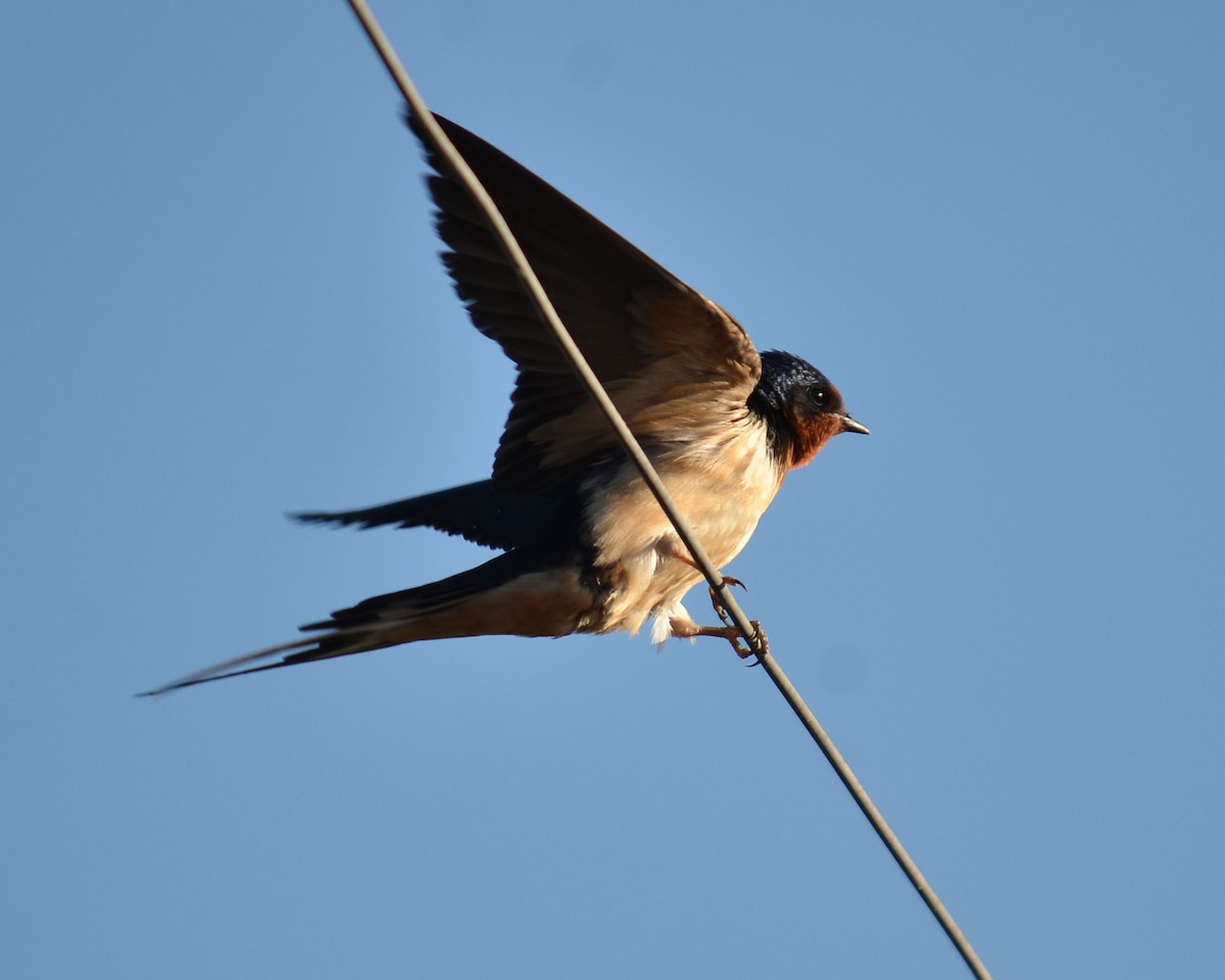 Barn Swallow - ML526609911