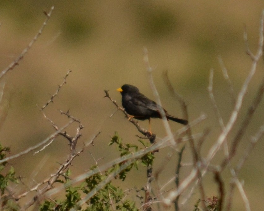 Carbonated Sierra Finch - ML526610851