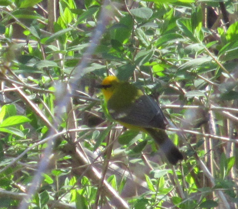 Blue-winged Warbler - ML526611361