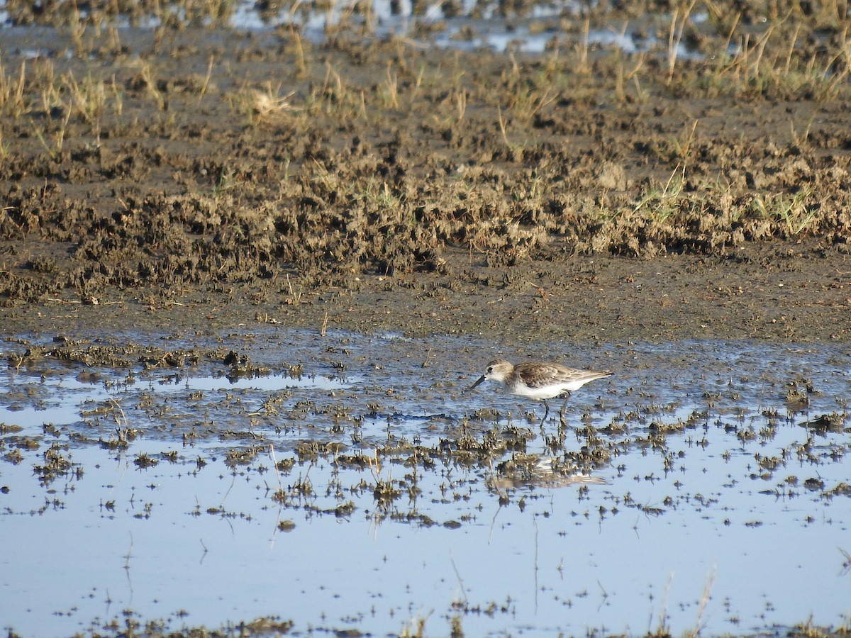 Little Stint - ML526611511