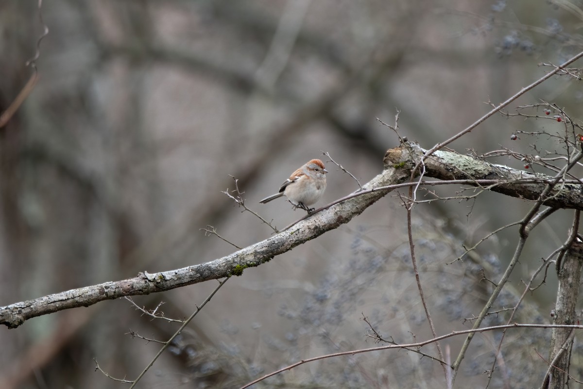American Tree Sparrow - ML526611981
