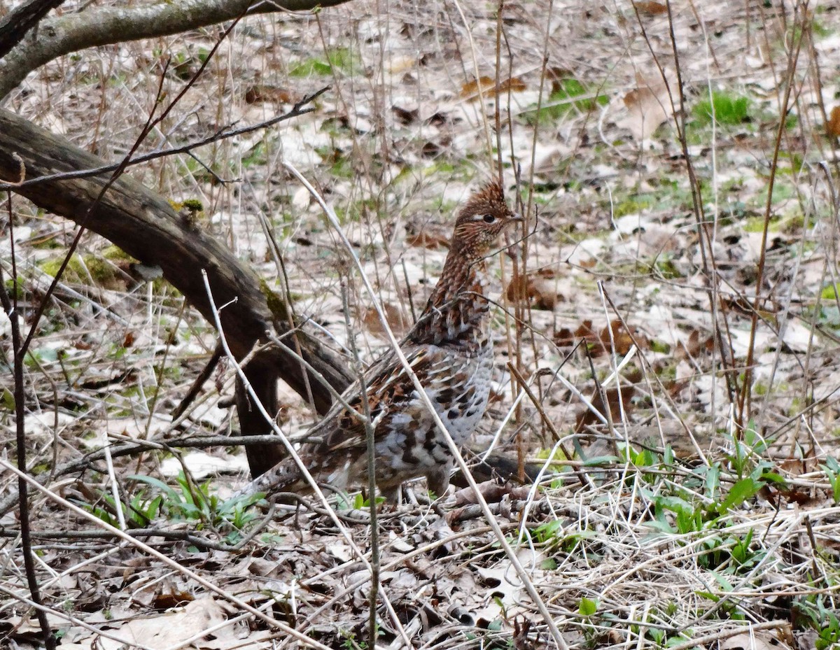 Ruffed Grouse - ML526612571