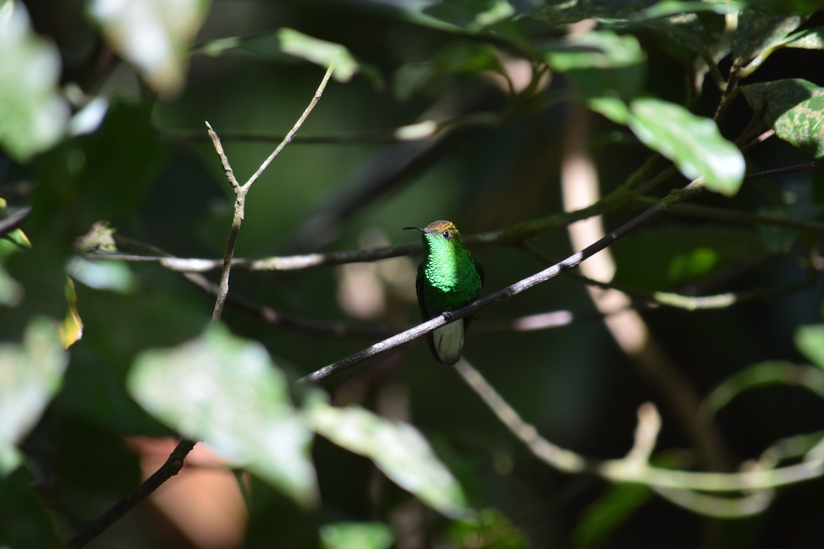 kolibřík měděnohlavý - ML52661321