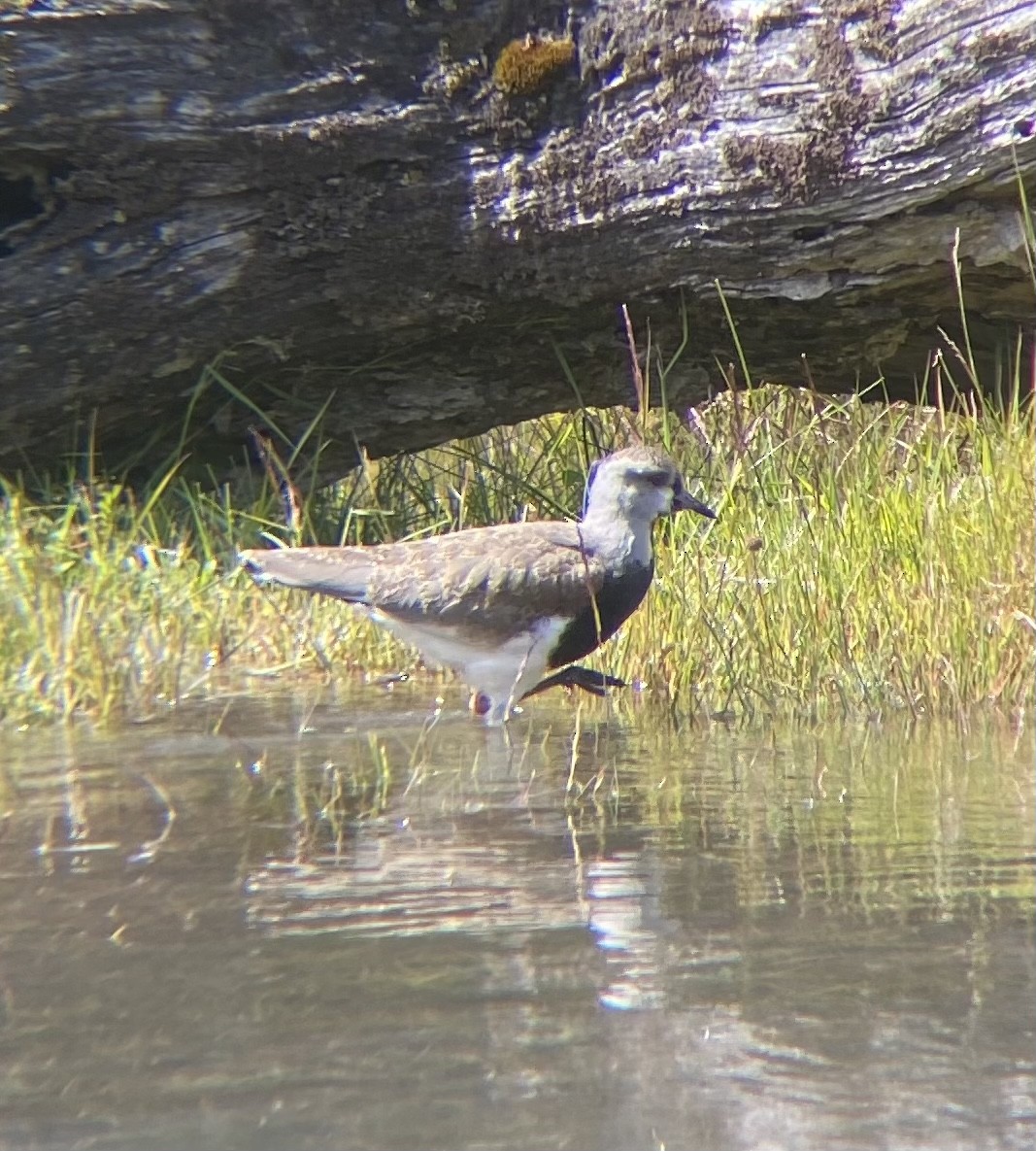 Southern Lapwing (chilensis/fretensis) - Oscar Nigam