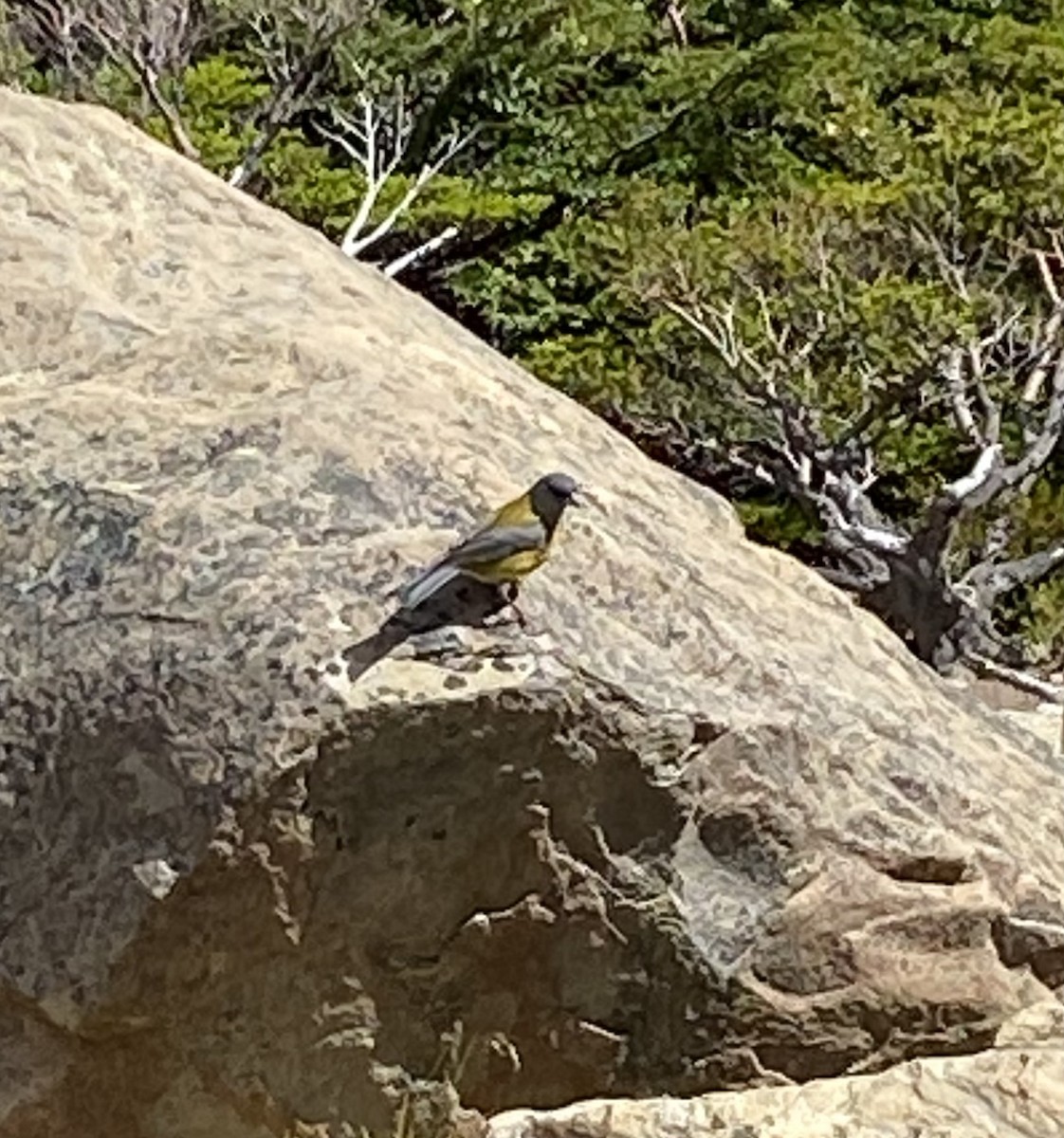 Gray-hooded Sierra Finch - ML526615291