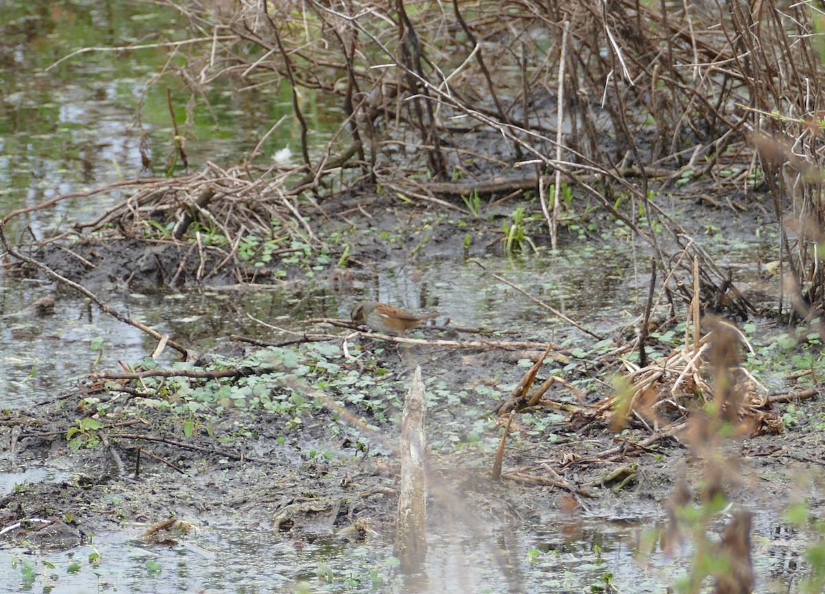 Swamp Sparrow - ML526615311