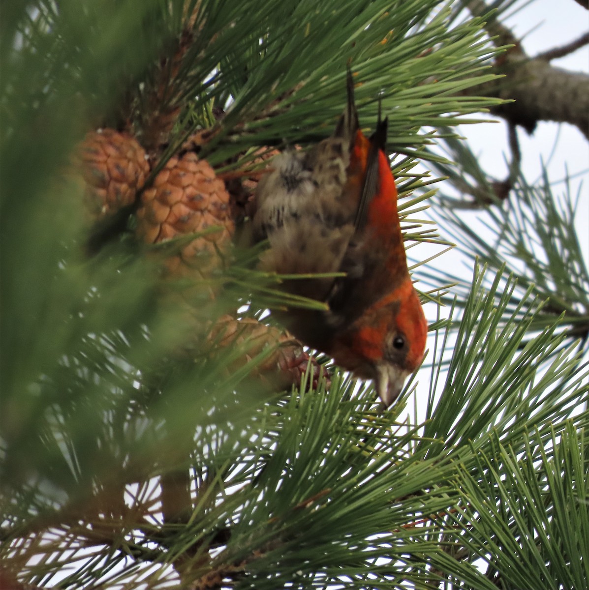 Red Crossbill - Trish Pastuszak