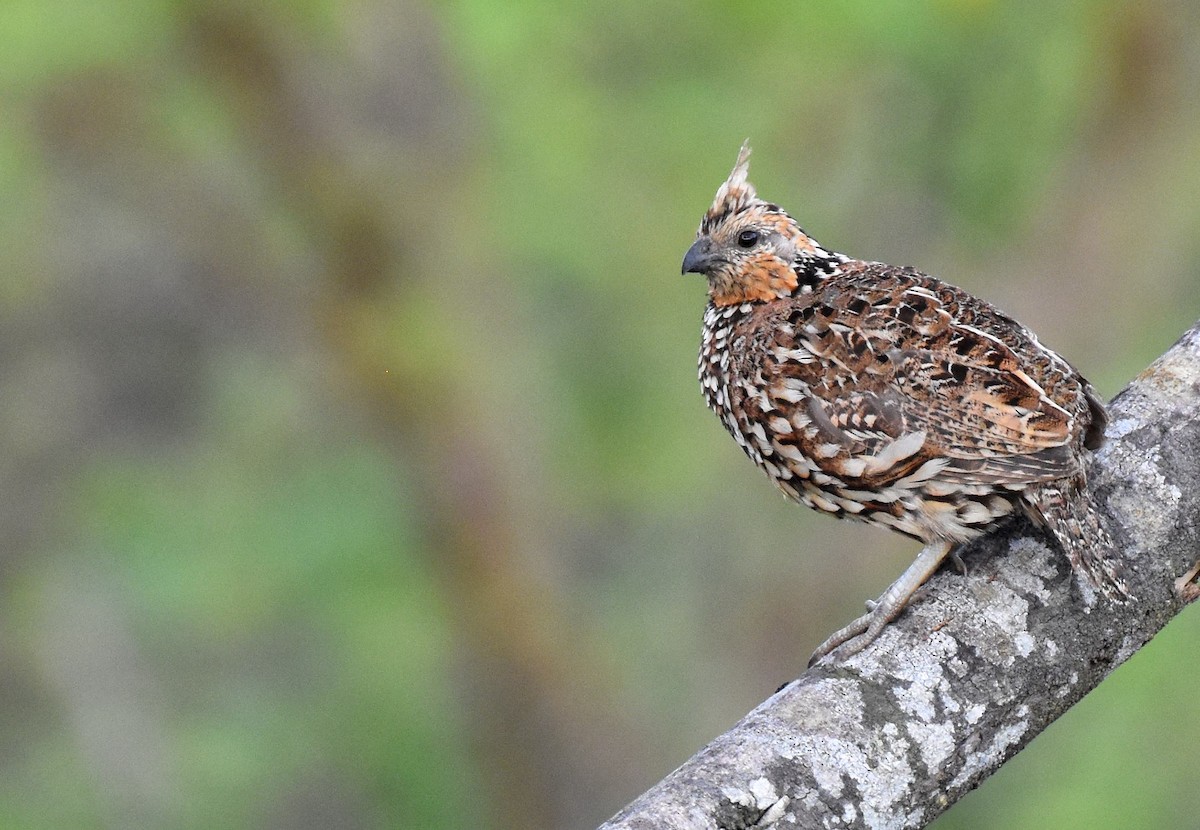 Crested Bobwhite - ML526616771