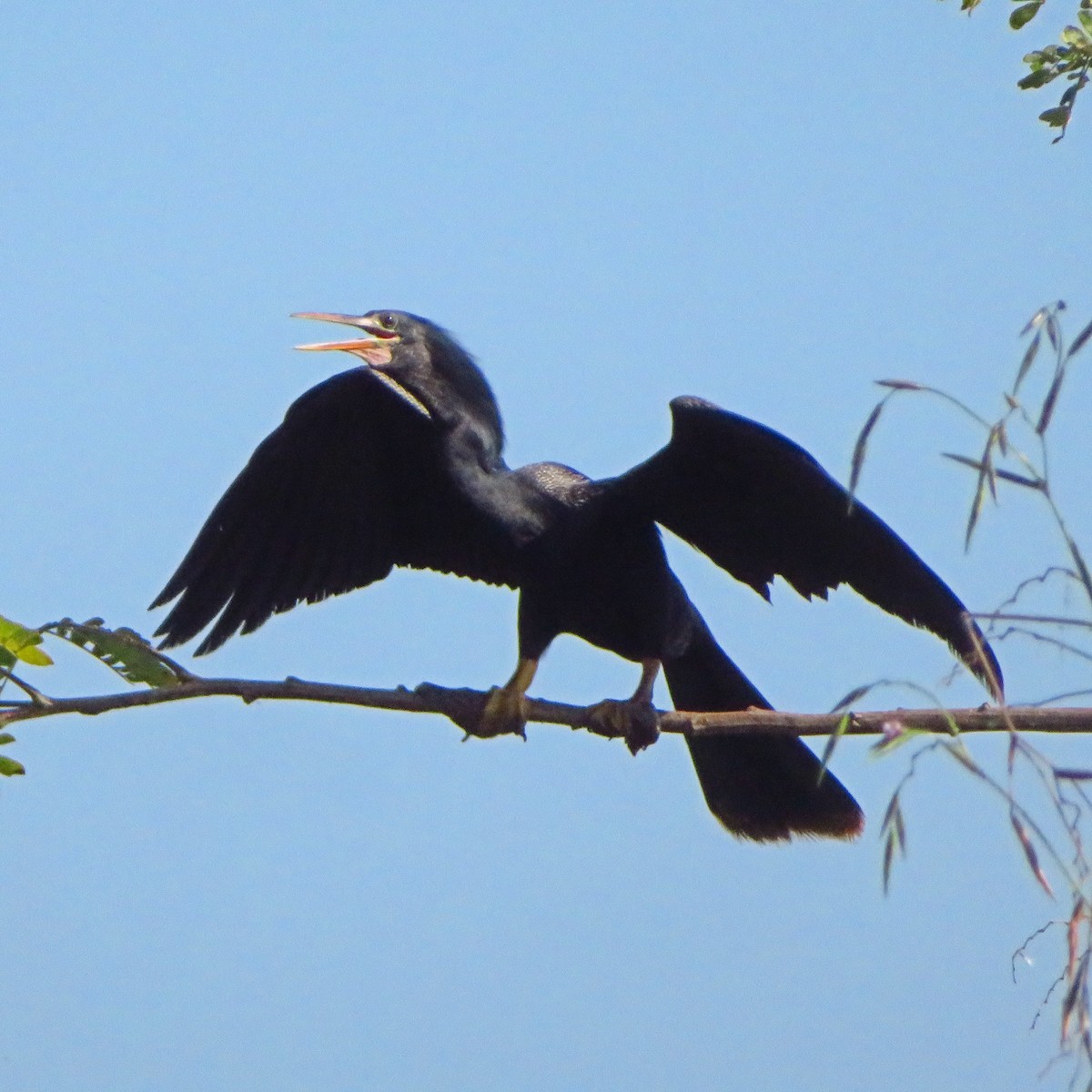 Amerika-Schlangenhalsvogel - ML526616811