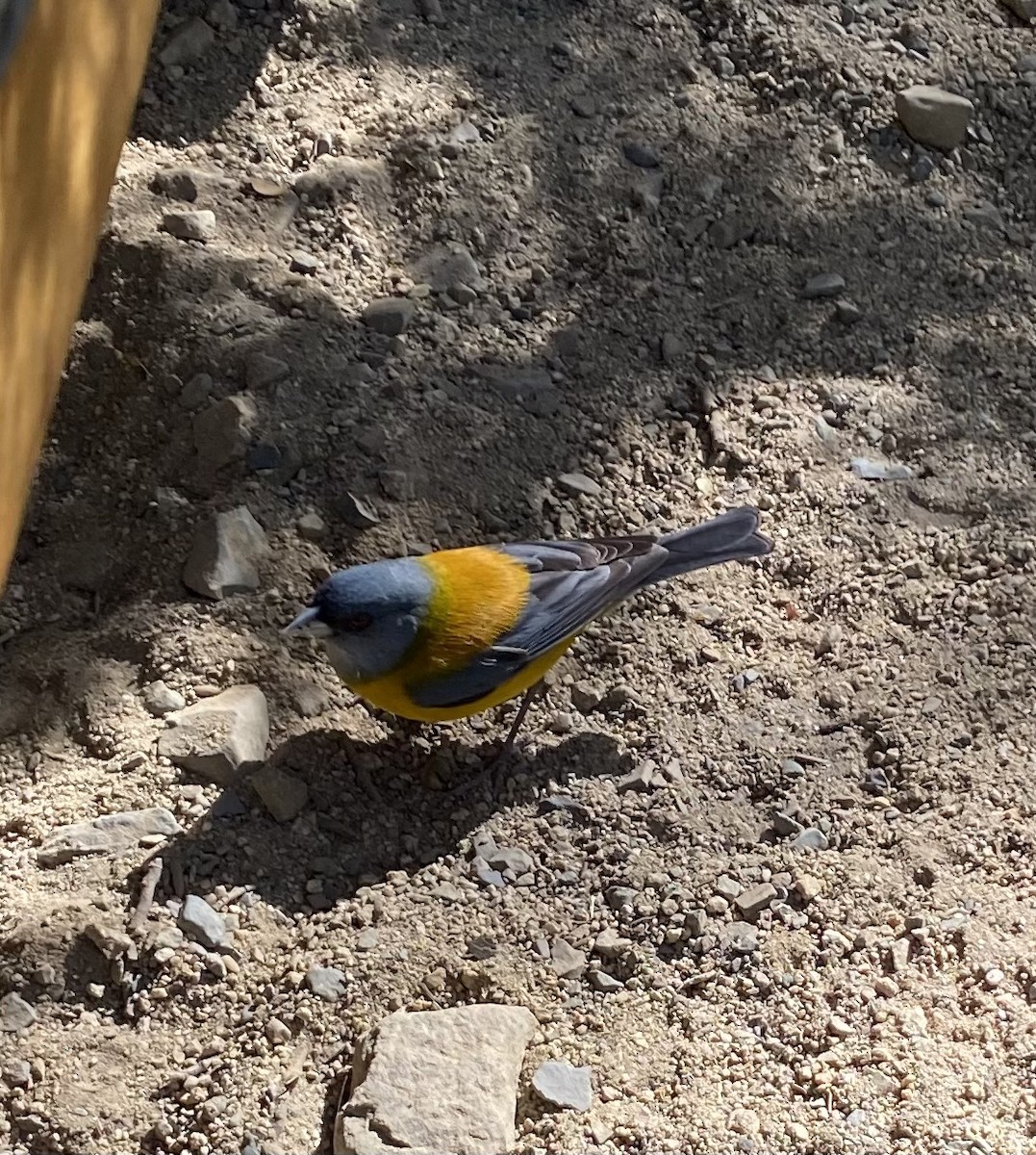 Patagonian Sierra Finch - ML526616971