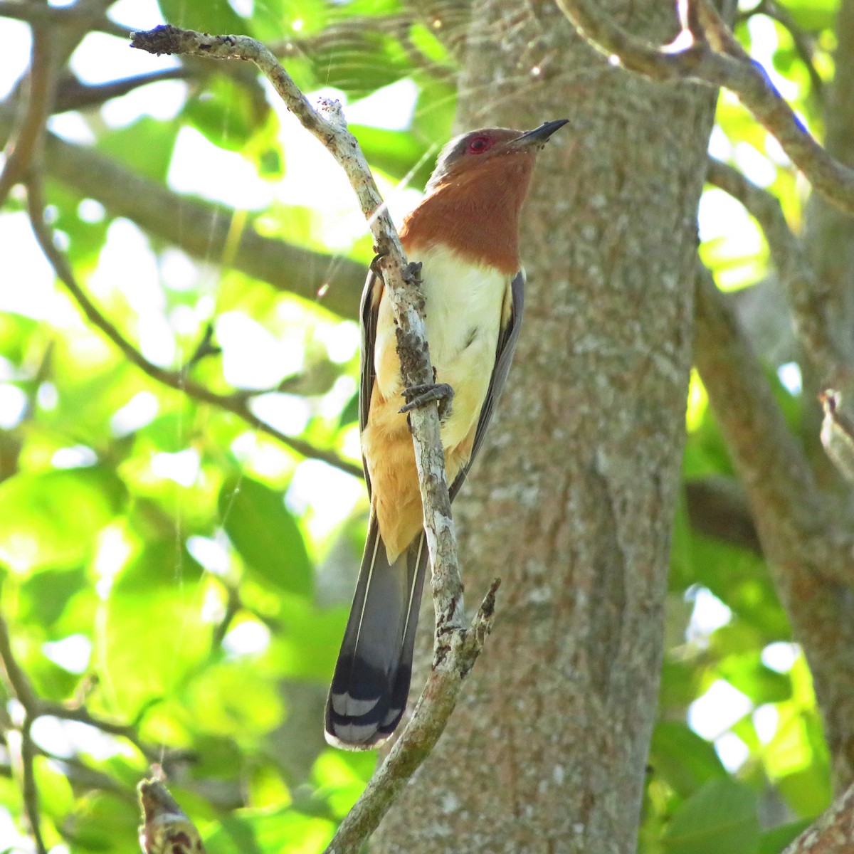 Dwarf Cuckoo - ML526617281