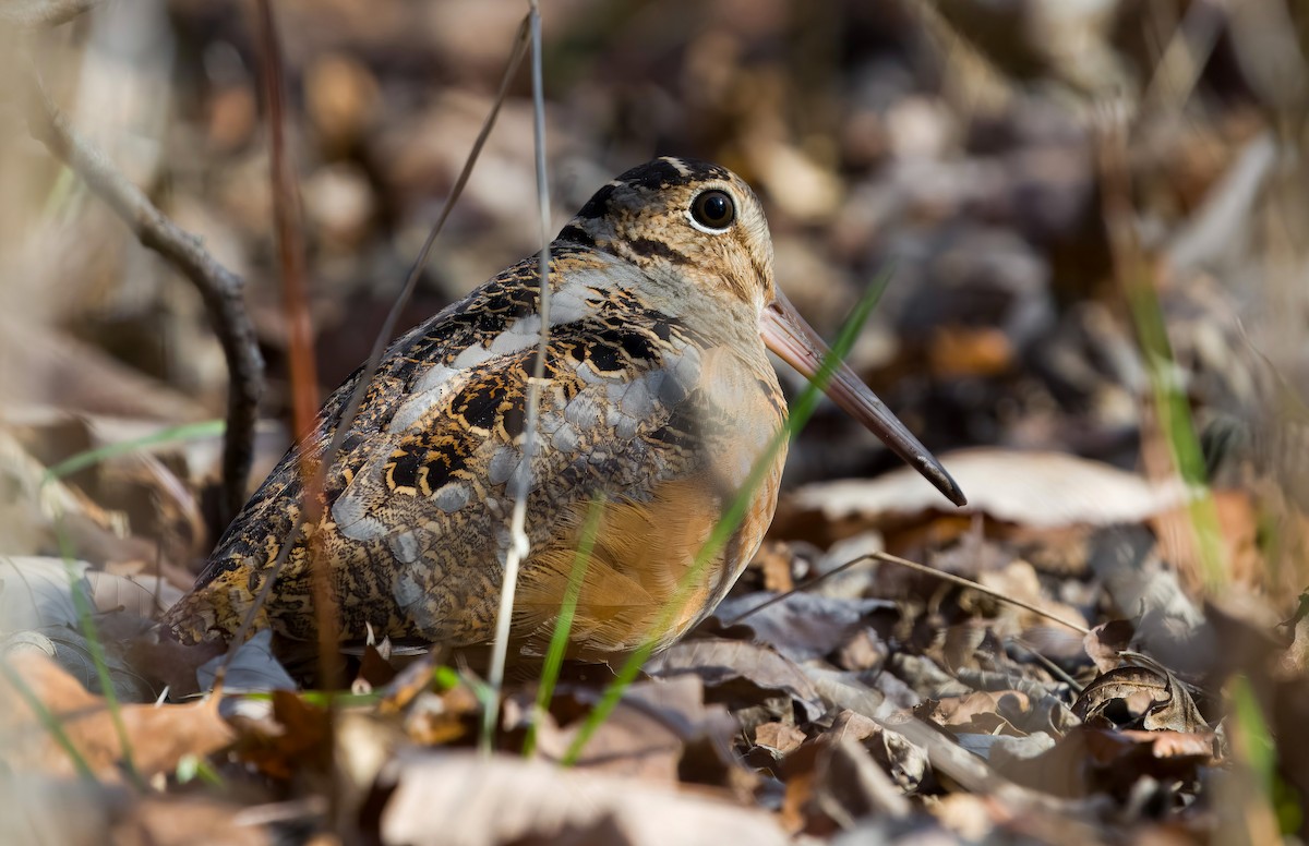 American Woodcock - ML526617701