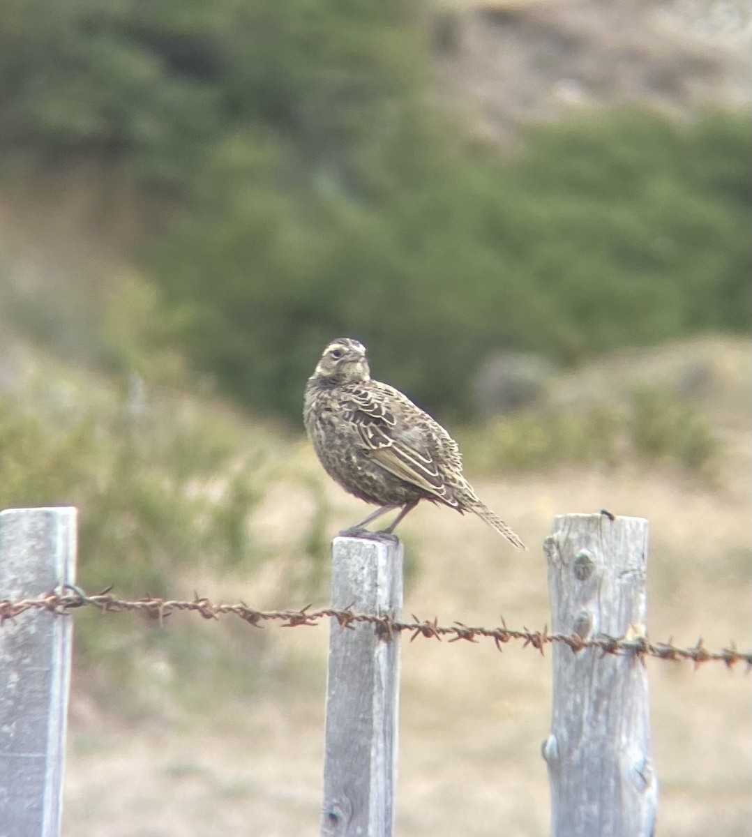 Long-tailed Meadowlark - ML526617891