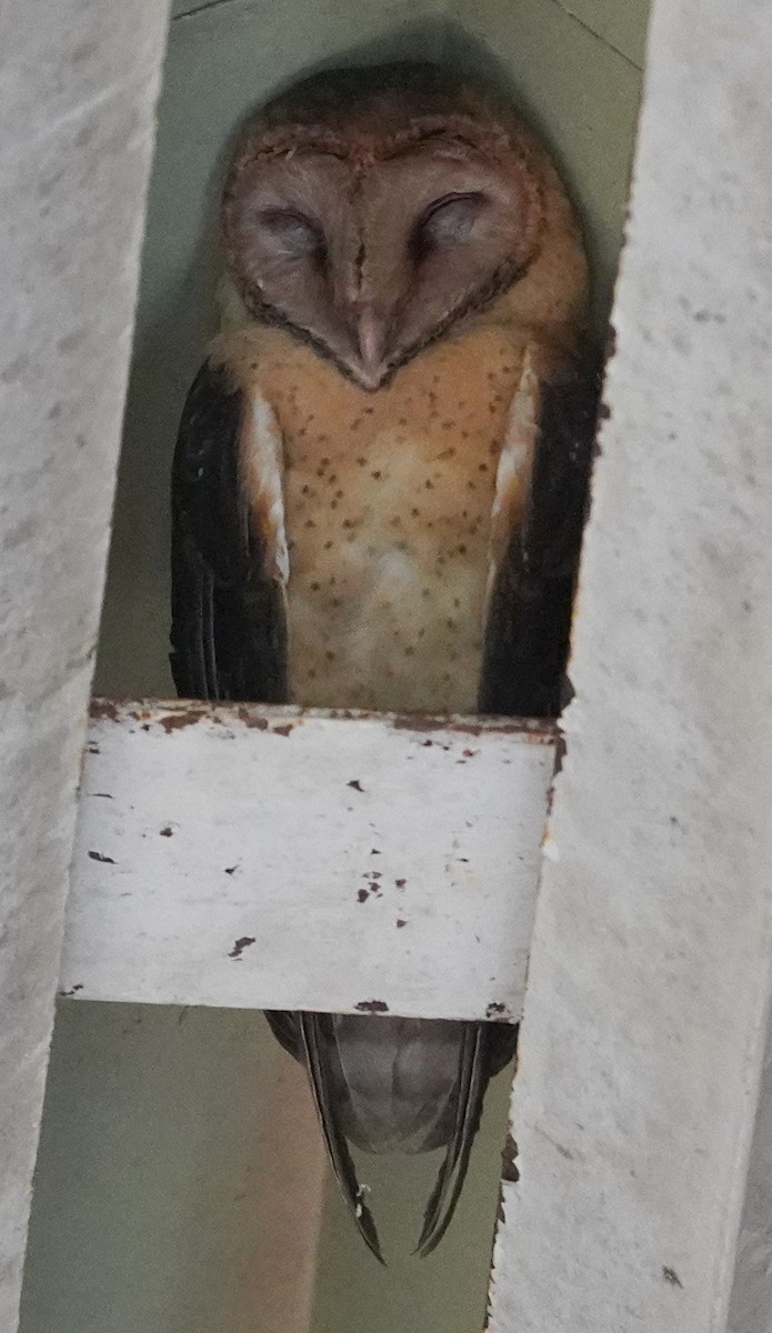 Barn Owl (Lesser Antilles) - ML526617971