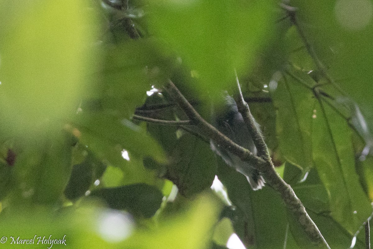 Band-tailed Antwren - Marcel Holyoak