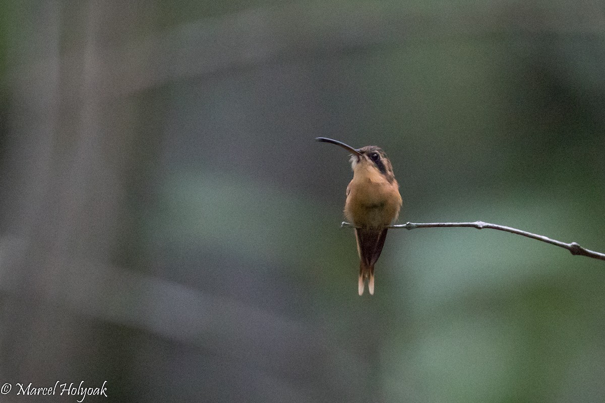 kolibřík malý - ML526619861