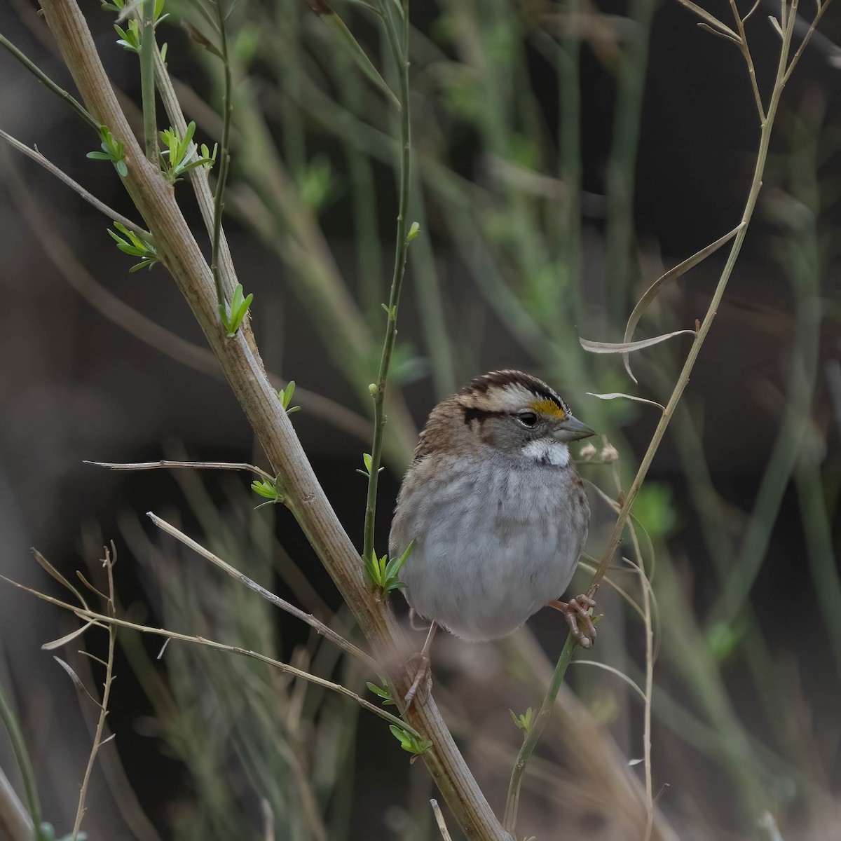 White-throated Sparrow - ML526619941
