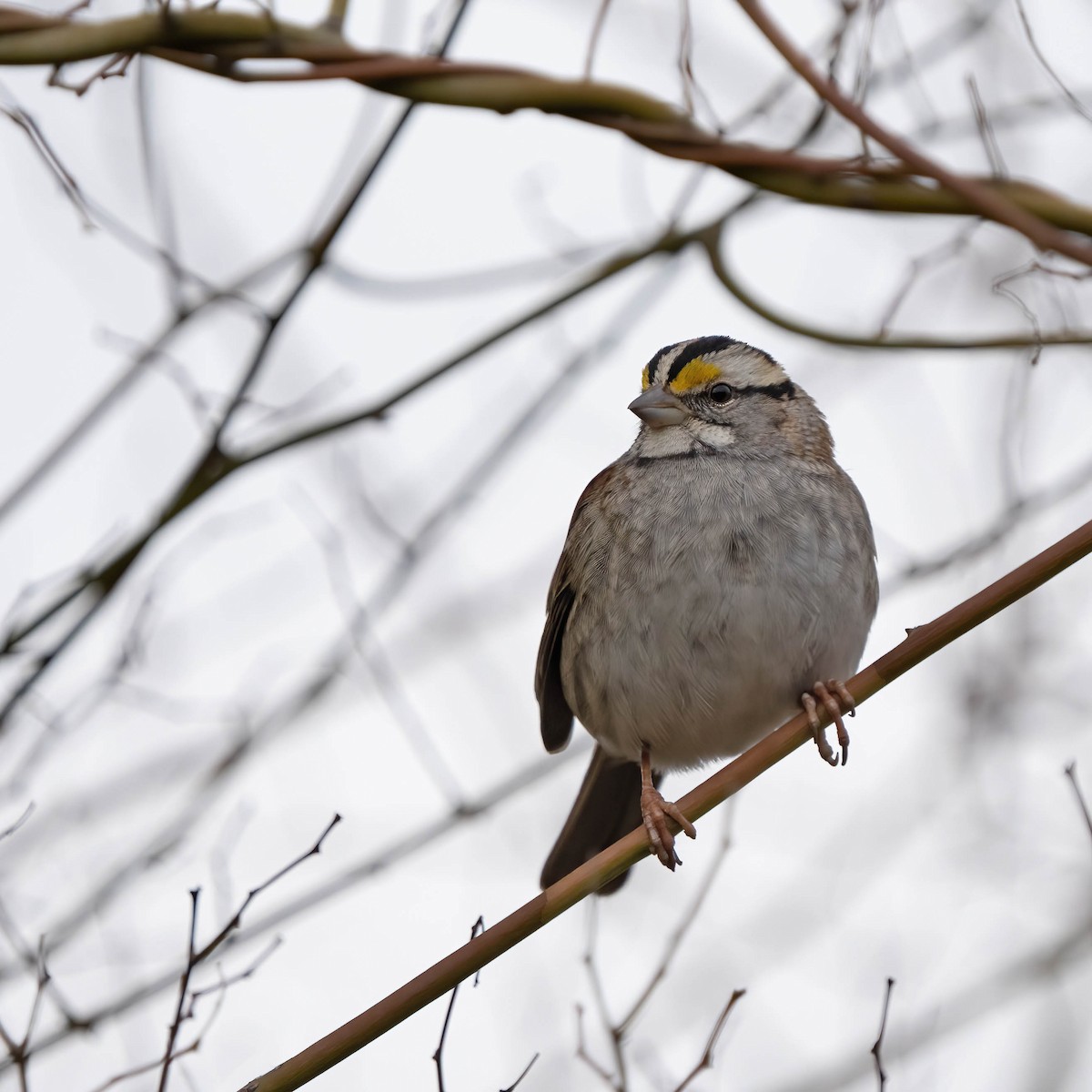 White-throated Sparrow - ML526619951