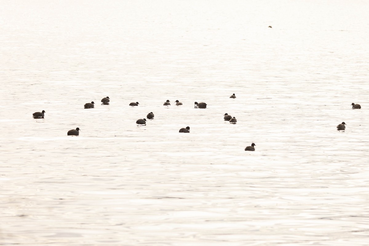 American Coot - ML526620591