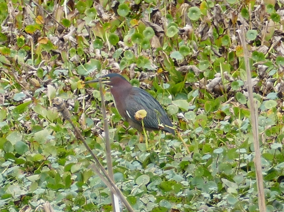 Green Heron - ML526620611