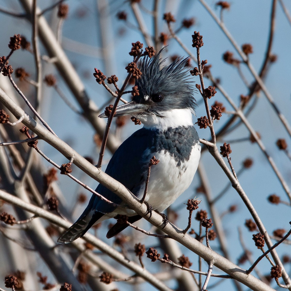 Belted Kingfisher - ML526620701