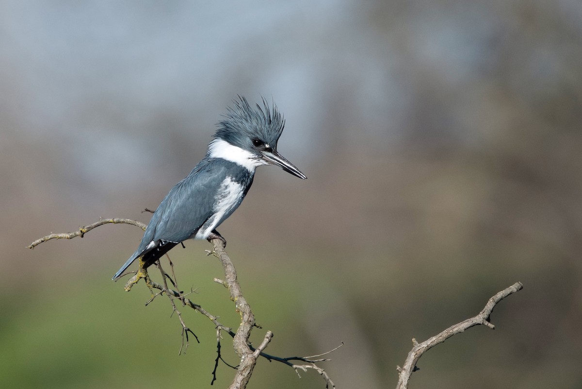 Belted Kingfisher - ML526620711