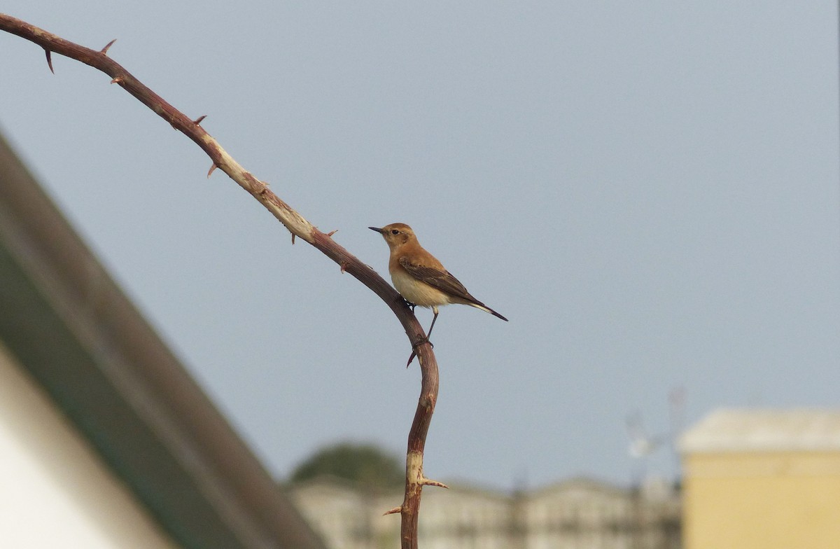 Western/Eastern Black-eared Wheatear - ML526620951