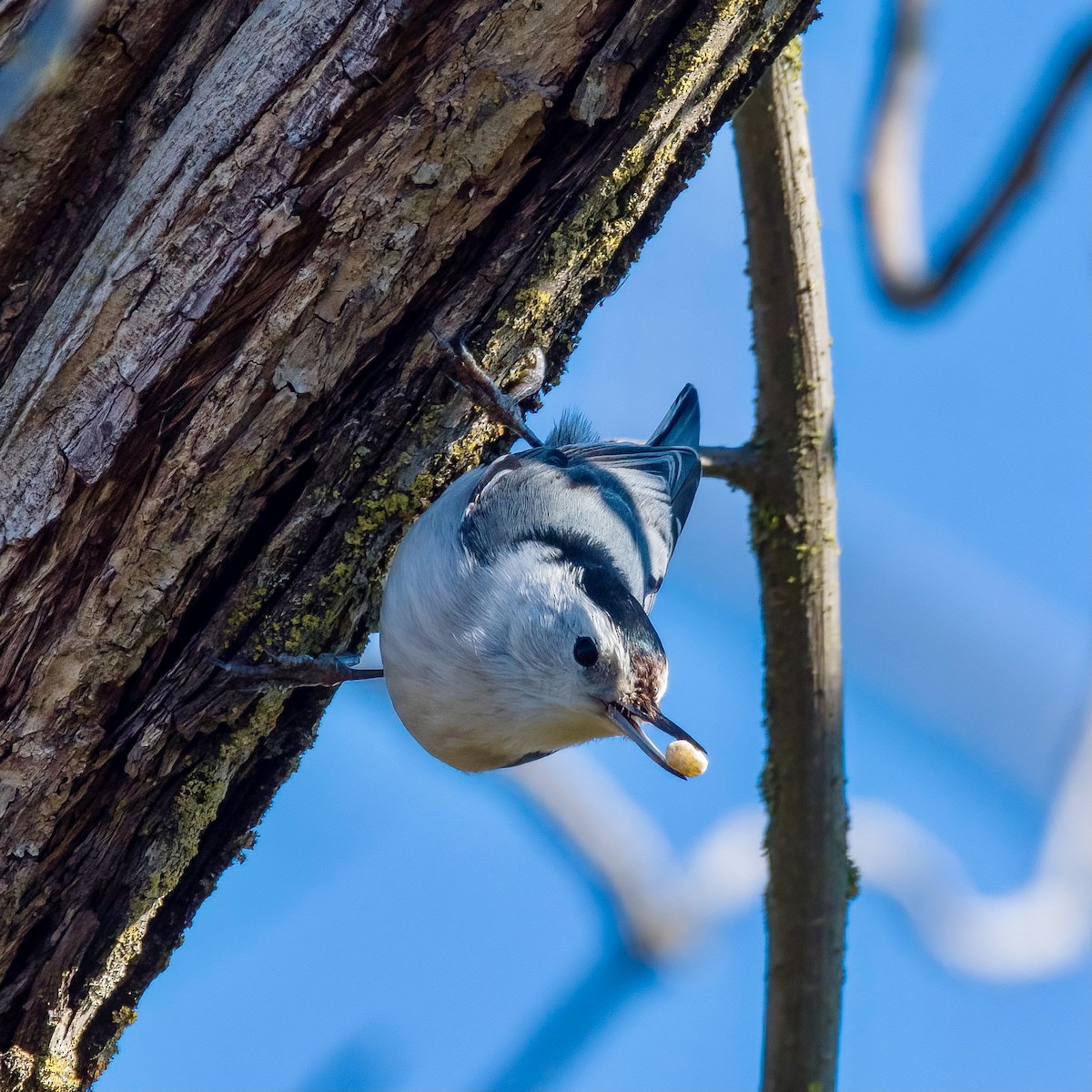 White-breasted Nuthatch - ML526621161