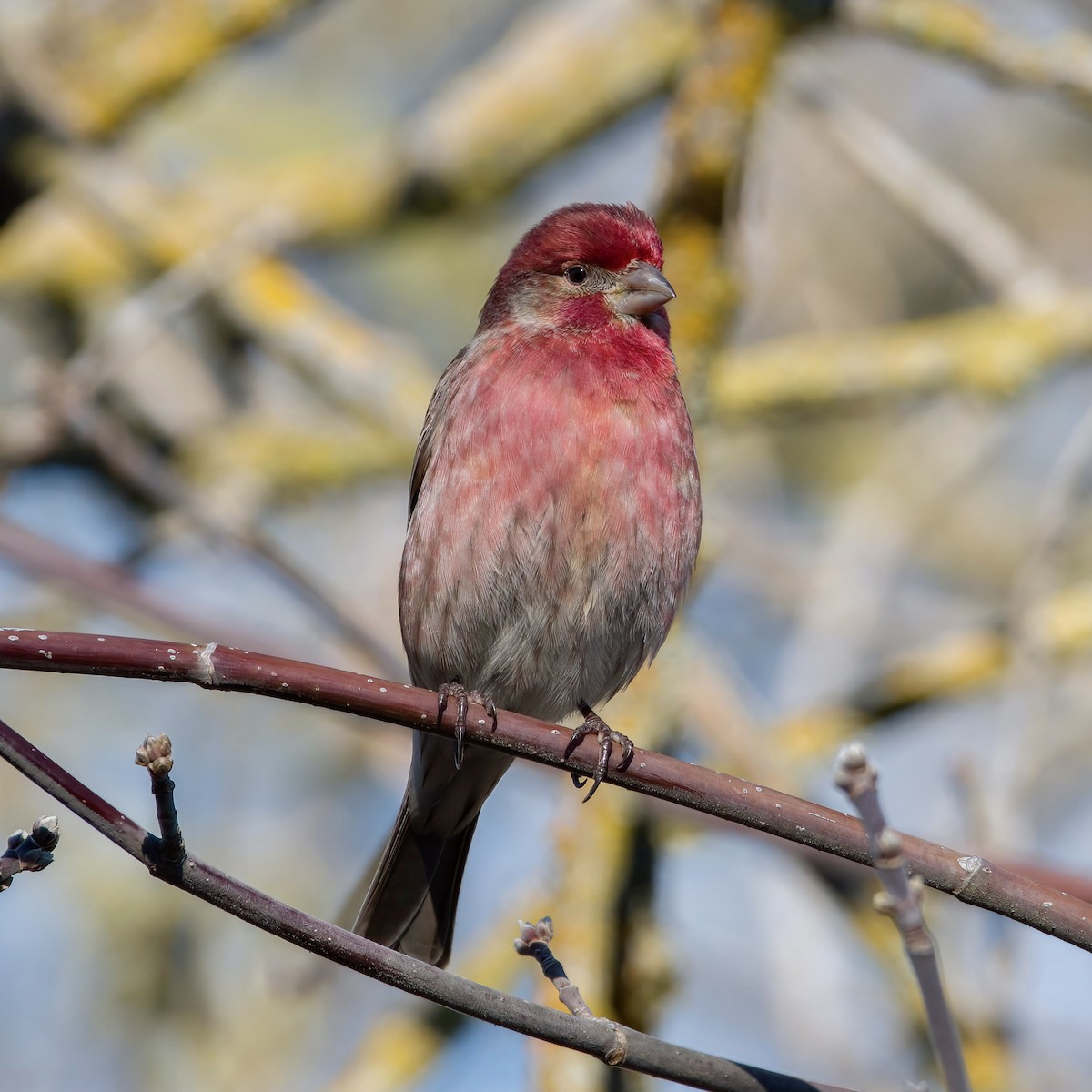 House Finch - ML526621291