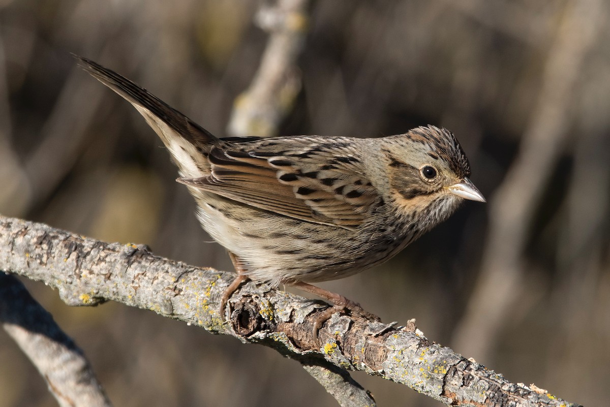 Lincoln's Sparrow - ML526621541