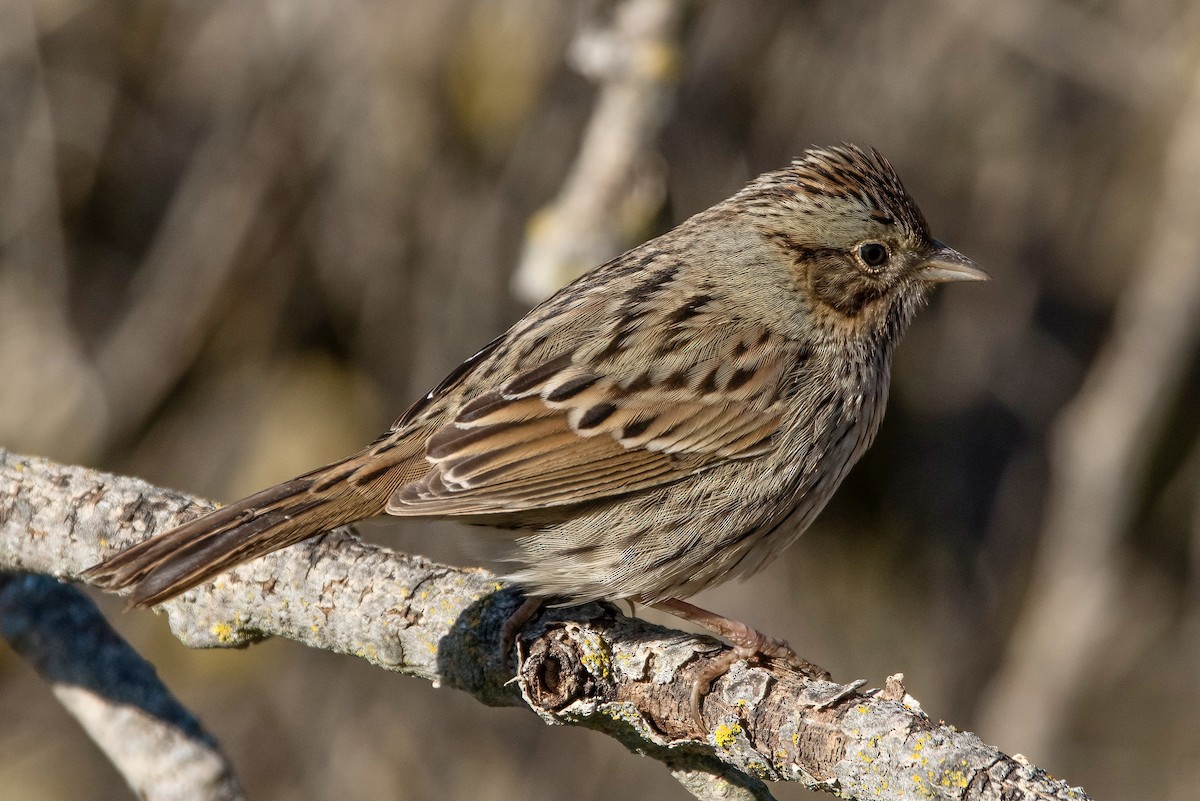 Lincoln's Sparrow - ML526621551