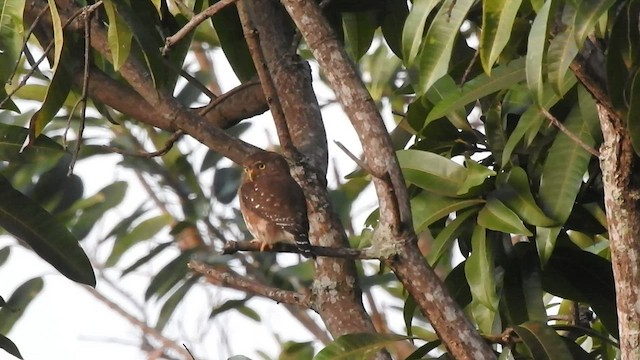 Ferruginous Pygmy-Owl - ML526621671