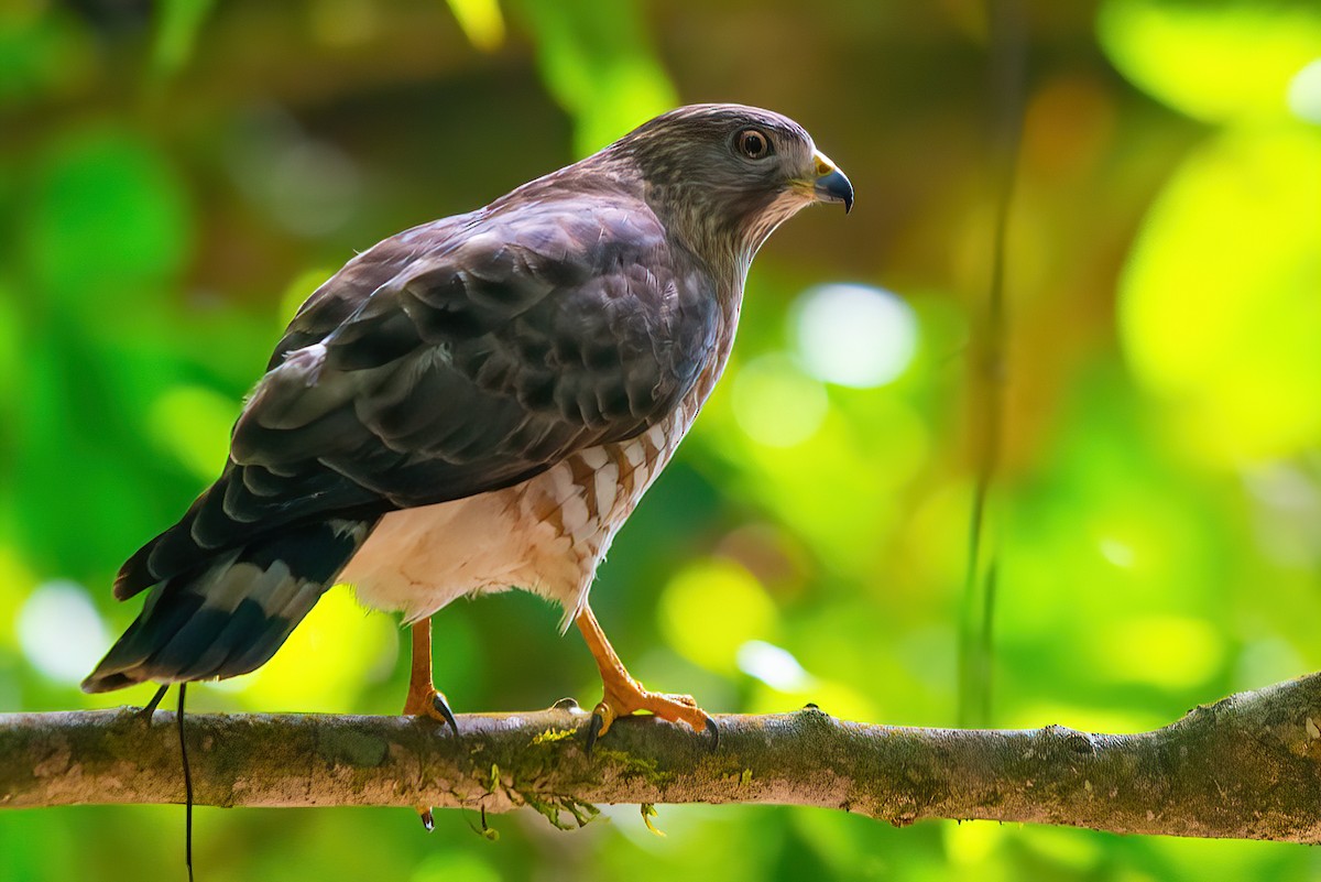 Broad-winged Hawk - ML526622011