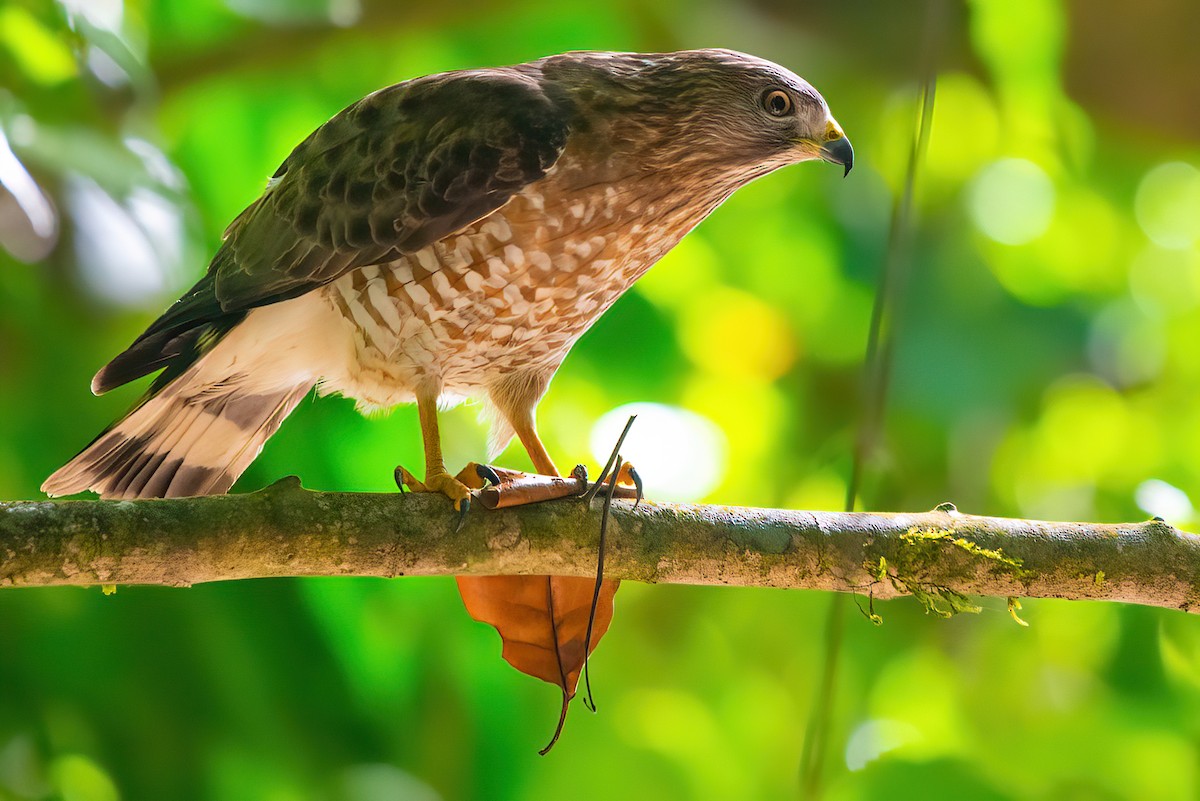 Broad-winged Hawk - ML526622021