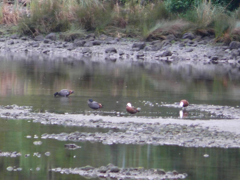 Paradise Shelduck - ML526622921