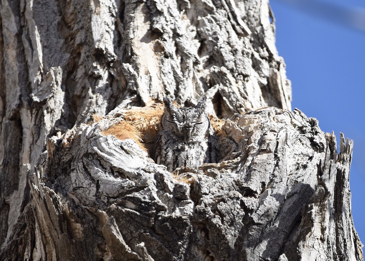 Western Screech-Owl - ML526623811