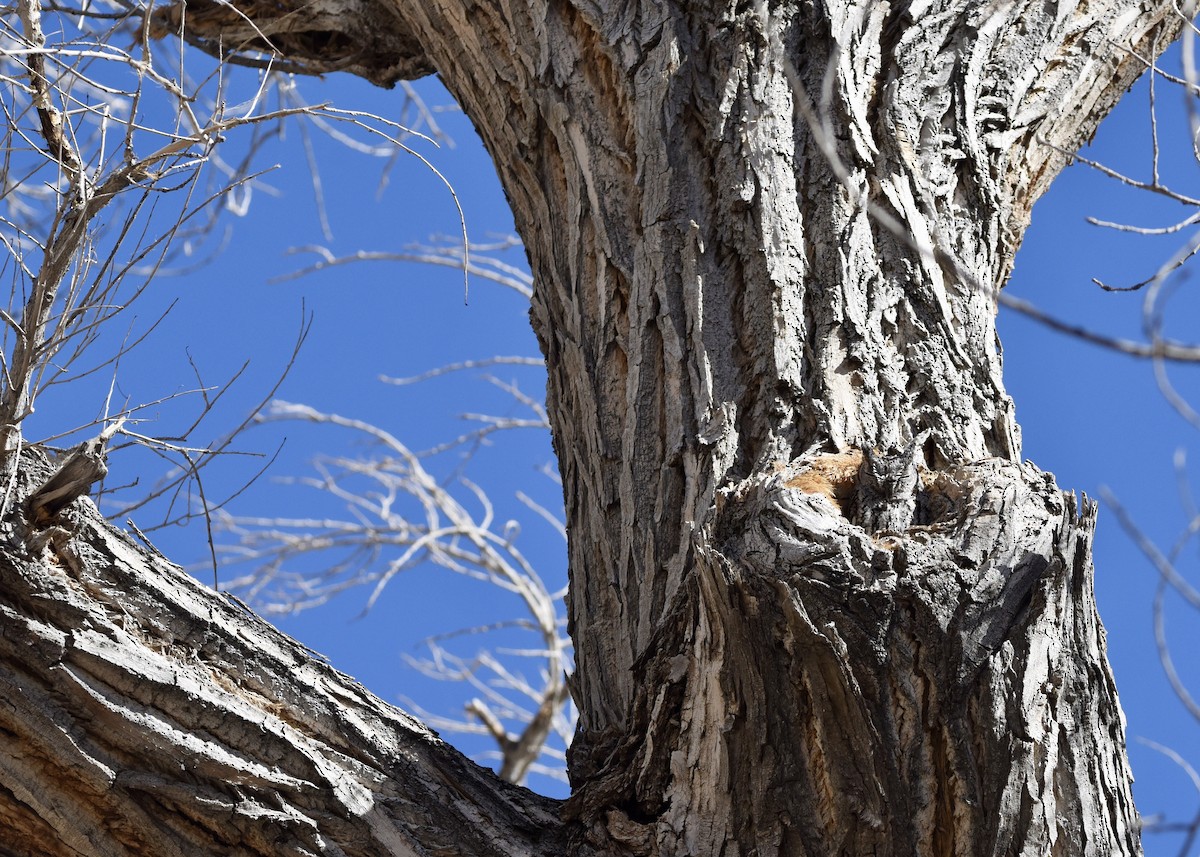 Western Screech-Owl - Stephen Falick