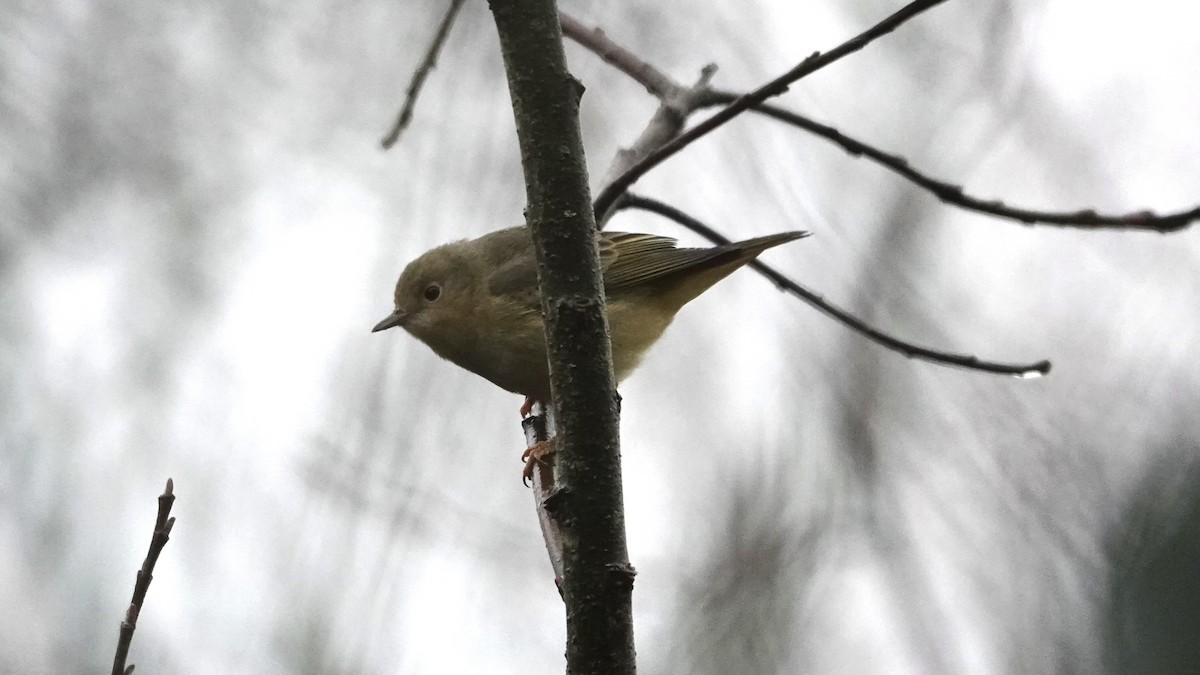 Yellow Warbler - Wink Gross