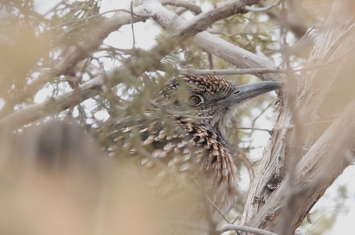 Greater Roadrunner - ML526624071