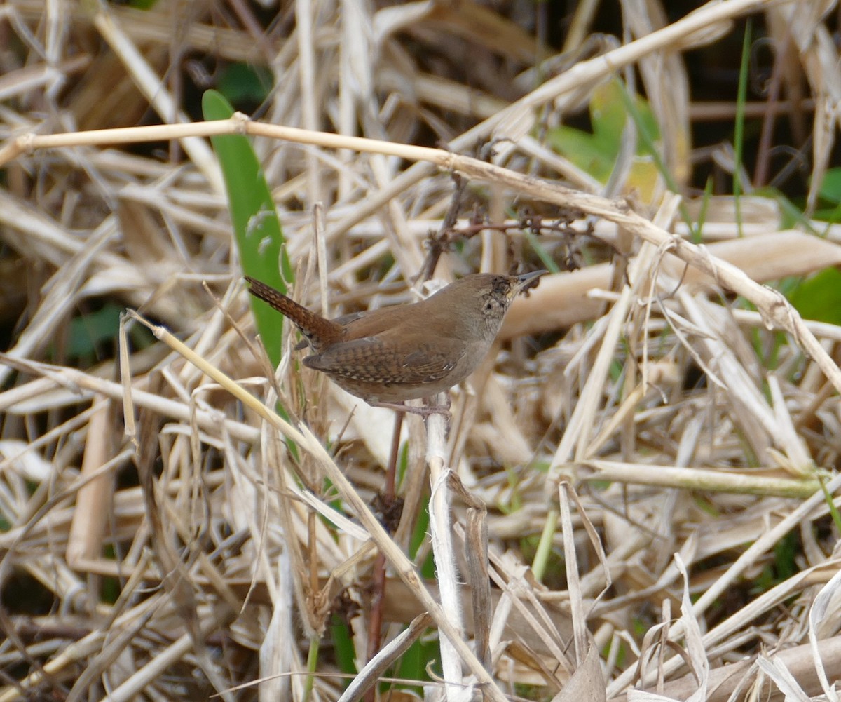 House Wren - ML526624251