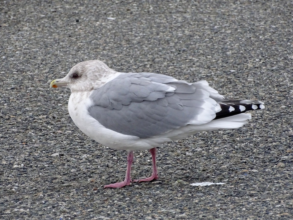 grønlandsmåke (thayeri) (eskimomåke) - ML526625751