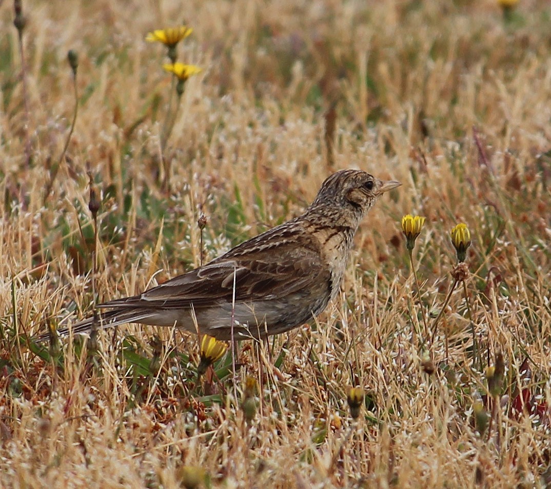 Eurasian Skylark - ML526625781