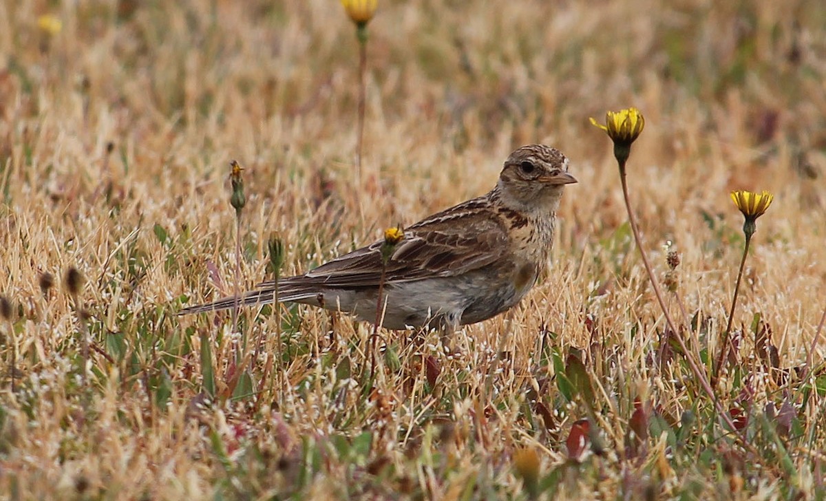 Eurasian Skylark - ML526625791